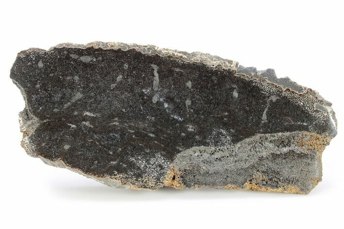 Polished Pliosaur (Liopleurodon) Limb Bone - England #280230